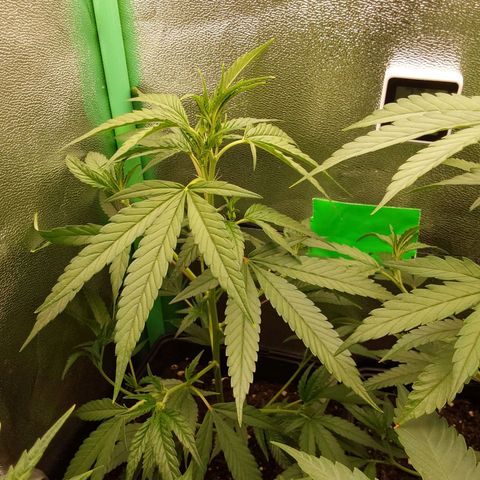 AK47-P growlog timeline photo
