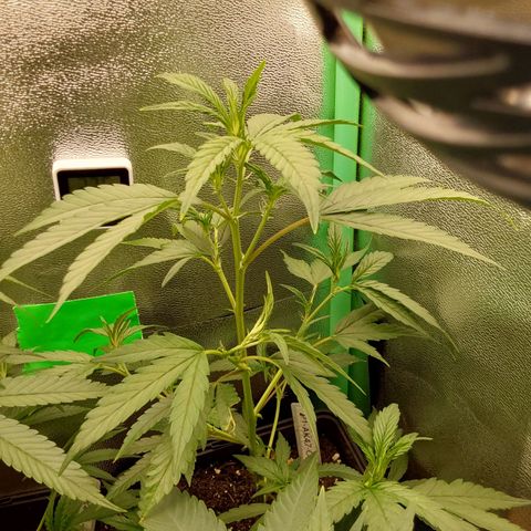 AK47-C growlog timeline photo
