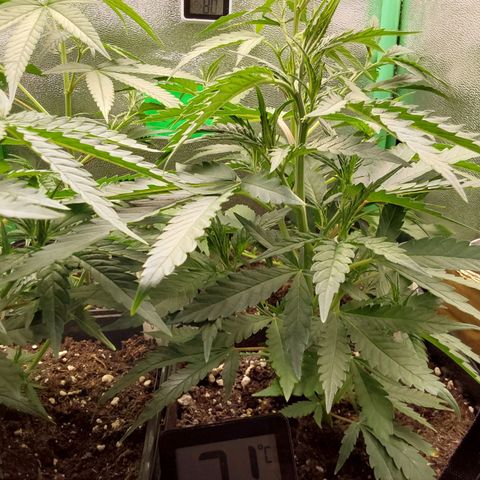 Orange Bud growlog timeline photo