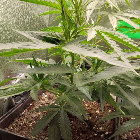 White Russian growlog timeline photo