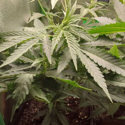 White Russian growlog timeline photo