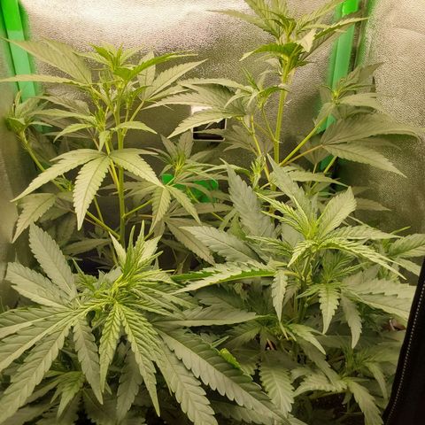 White Russian growlog timeline photo