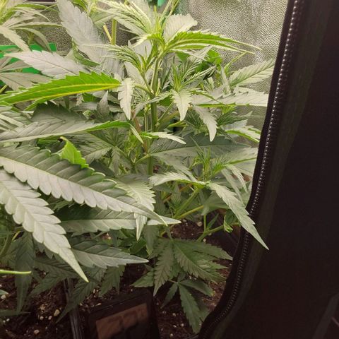 Orange Bud growlog timeline photo