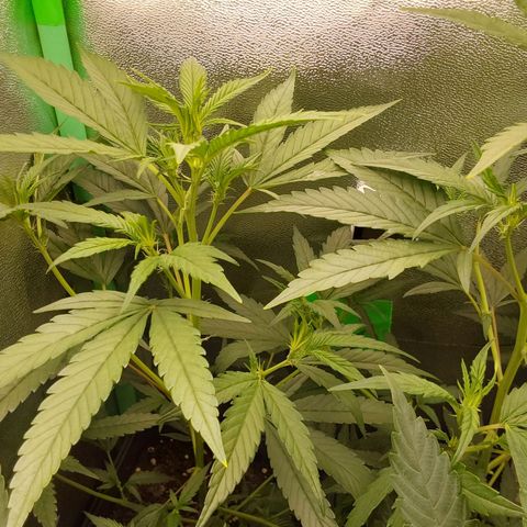 AK47-P growlog timeline photo