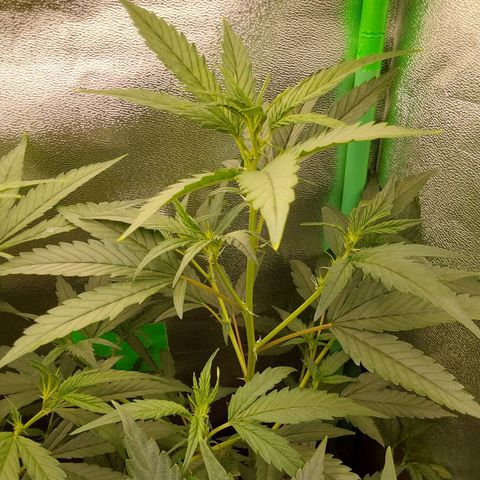 AK47-C growlog timeline photo