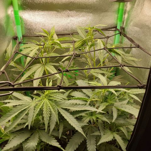 White Russian growlog photo: Netz eingebaut