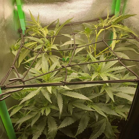 White Russian growlog photo: Pflanze herabgebunden