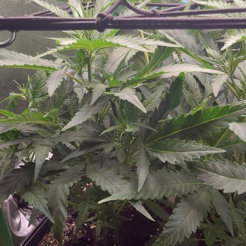 White Russian growlog timeline photo