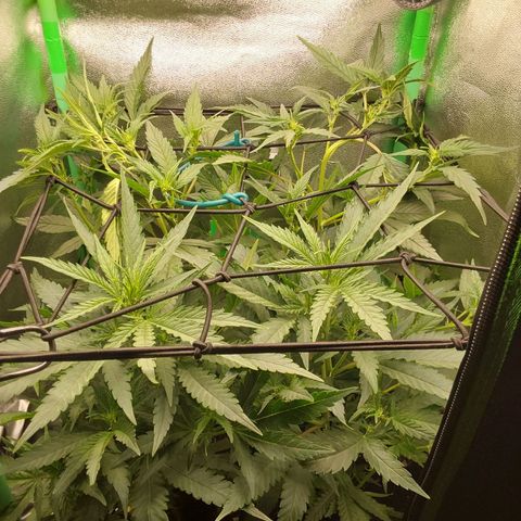 White Russian growlog timeline photo