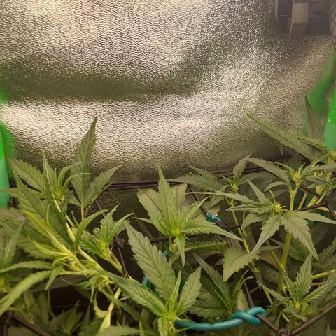 White Russian growlog timeline photo
