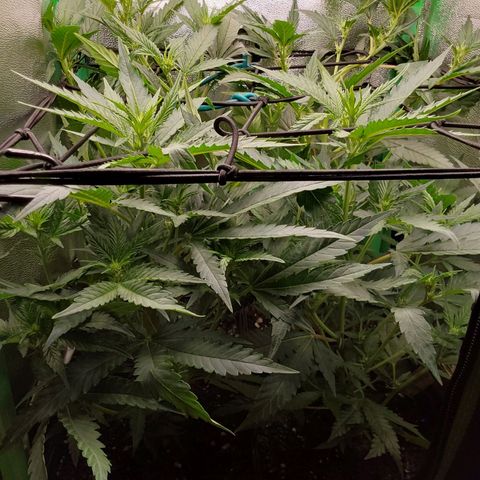 White Russian growlog timeline photo