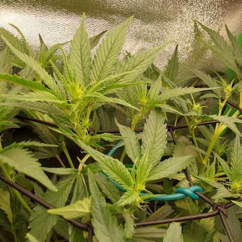 White Russian growlog timeline photo