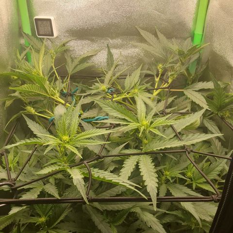White Russian growlog timeline photo