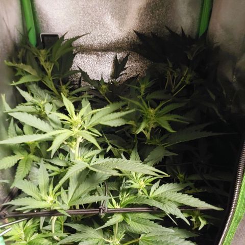 White Russian growlog timeline photo