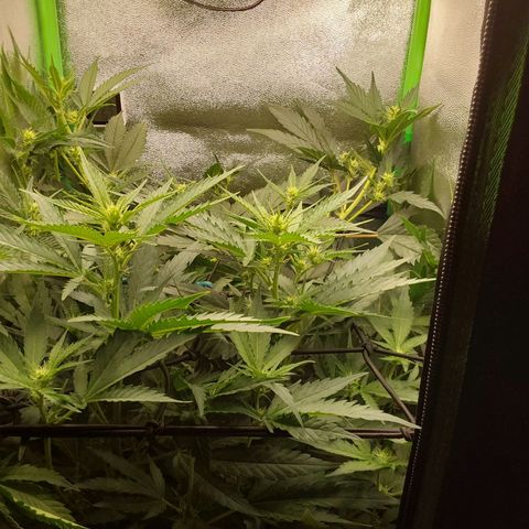 White Russian growlog timeline photo