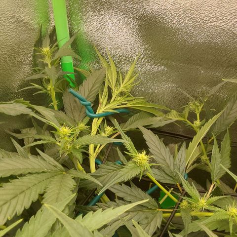 White Russian growlog timeline photo