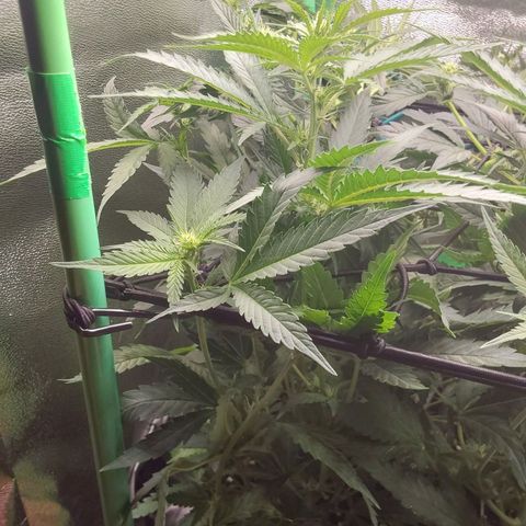 White Russian growlog timeline photo
