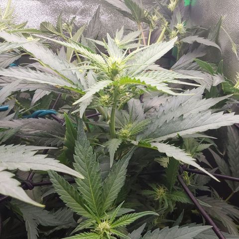 White Russian growlog timeline photo