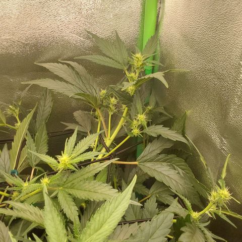 White Russian growlog timeline photo