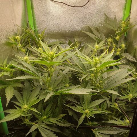 White Russian growlog photo: vor Umbau AKF