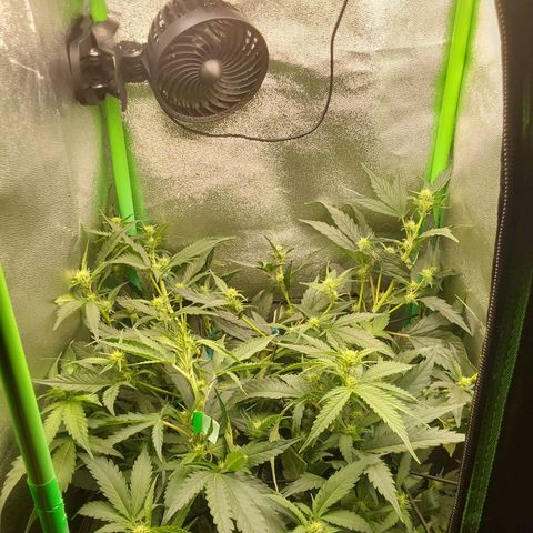 White Russian growlog photo: Nach Umbau AFK. 