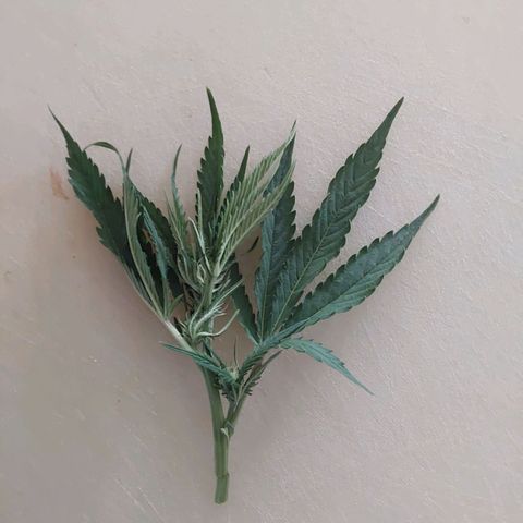 White Russian growlog photo: Hauptcola-Superschiet!
