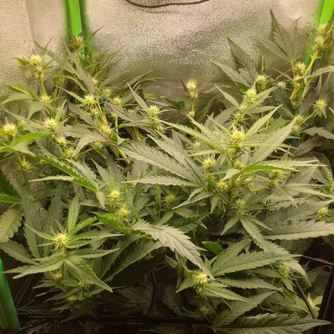 White Russian growlog timeline photo