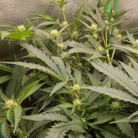 White Russian growlog timeline photo