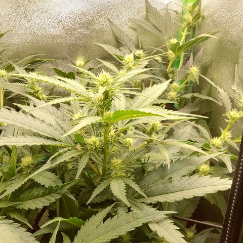 Orange Bud growlog timeline photo