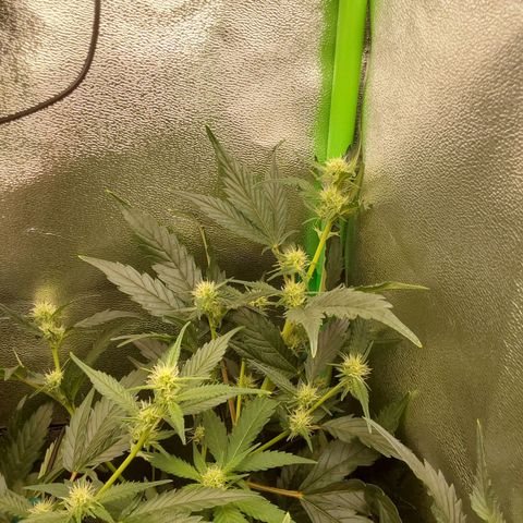 AK47-C growlog timeline photo