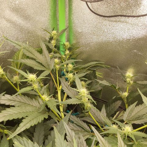 AK47-P growlog timeline photo