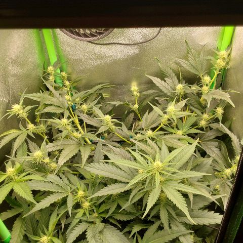 White Russian growlog timeline photo