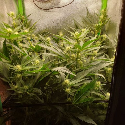 White Russian growlog timeline photo