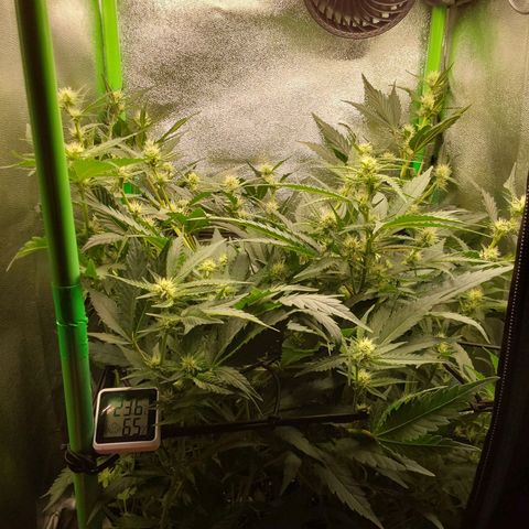 White Russian growlog timeline photo