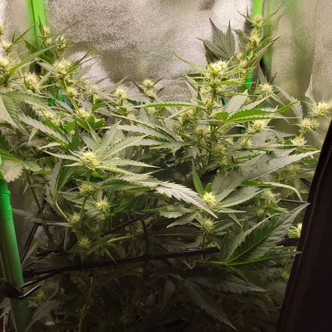 White Russian growlog timeline photo