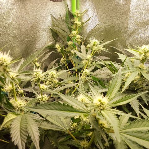 White Russian growlog timeline photo