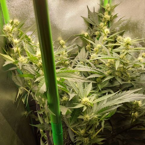 White Russian growlog timeline photo