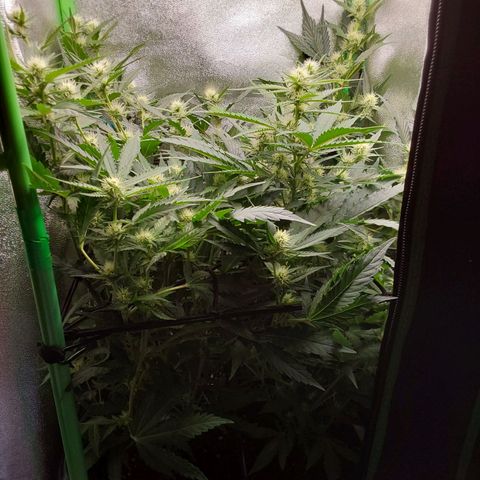 White Russian growlog timeline photo