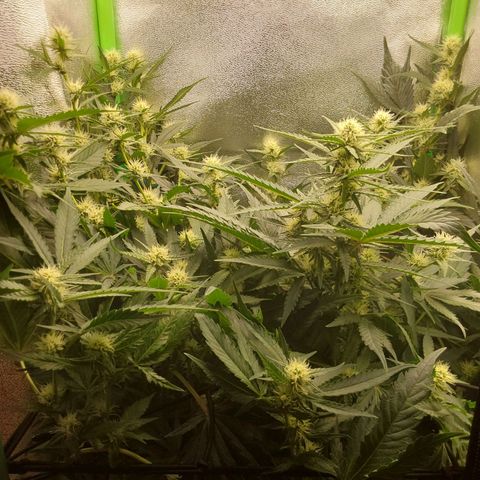 White Russian growlog timeline photo