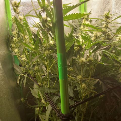 White Russian growlog timeline photo