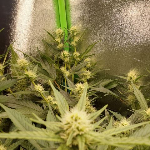 White Russian growlog timeline photo