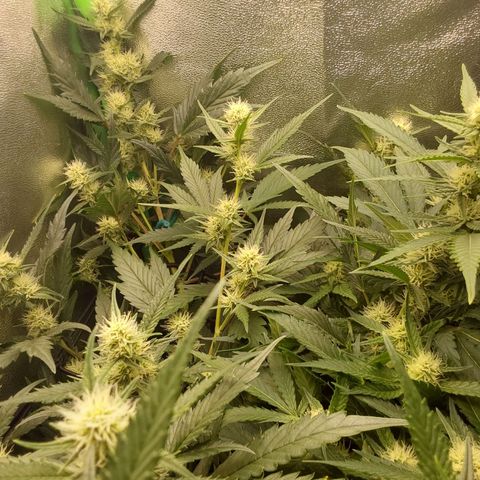 White Russian growlog timeline photo