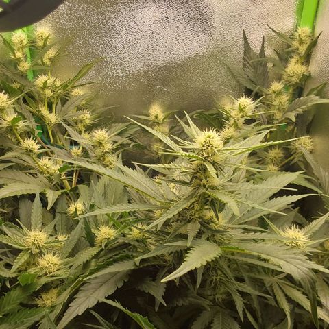 White Russian growlog timeline photo