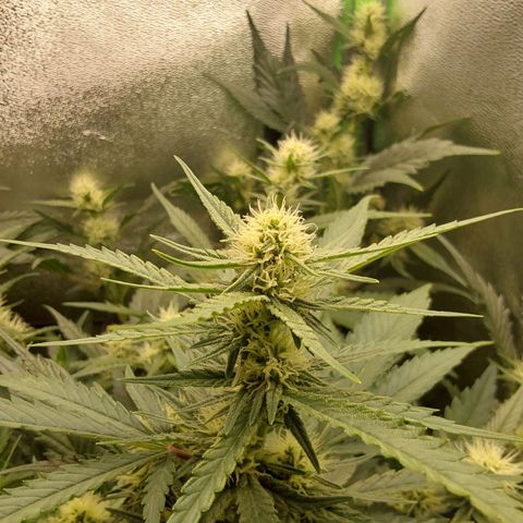 Orange Bud growlog timeline photo