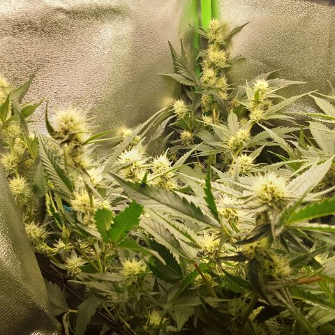 White Russian growlog timeline photo