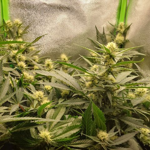 White Russian growlog timeline photo