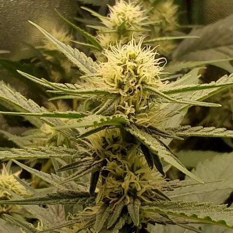 Orange Bud growlog timeline photo