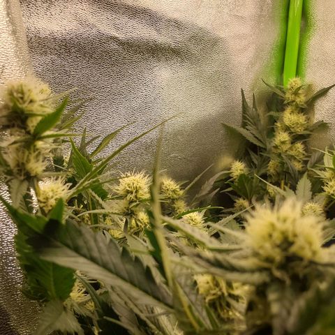 White Russian growlog timeline photo
