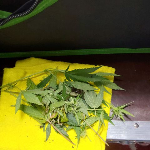 White Russian growlog photo: Beschneidung 