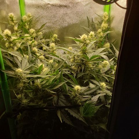 White Russian growlog timeline photo